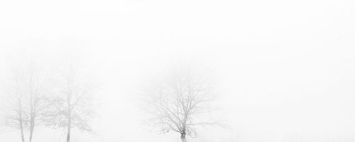 Bäume im Winter als Symbol für Bestattung