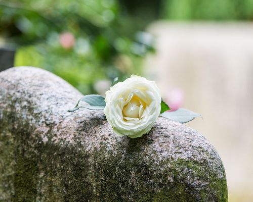 Weiße Rose auf einem Grabstein