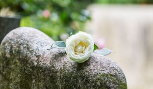 Weiße Rose auf einem Grabstein
